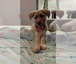 Small Photo #5 Labrador Retriever-Unknown Mix Puppy For Sale in Dana Point, CA, USA