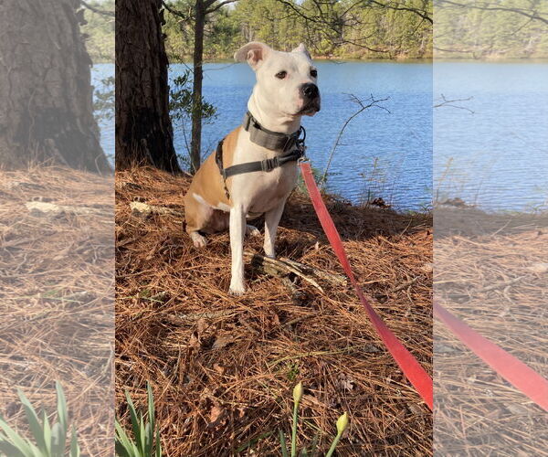 Medium Photo #4 American Pit Bull Terrier-Unknown Mix Puppy For Sale in Virginia Beach, VA, USA