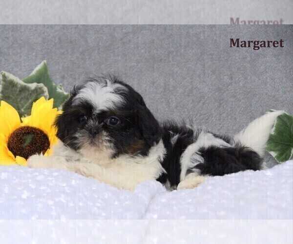 Medium Photo #13 Shih Tzu Puppy For Sale in CLARE, MI, USA