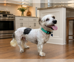 Small Shih Tzu Mix