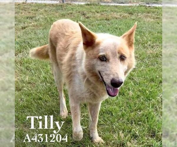Medium Photo #2 Mutt Puppy For Sale in Conroe, TX, USA
