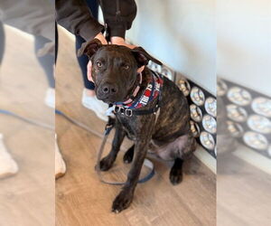 Plott Hound-Unknown Mix Dogs for adoption in Dedham, MA, USA