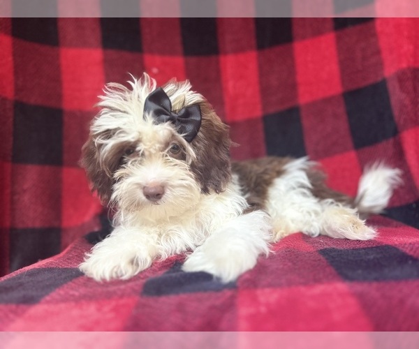 Medium Photo #7 ShihPoo Puppy For Sale in LAKELAND, FL, USA
