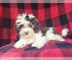 Small #6 ShihPoo