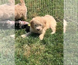 Goldendoodle (Miniature) Puppy for sale in HADDAM, KS, USA