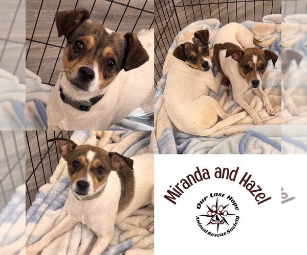 Medium Photo #1 Rat Terrier-Unknown Mix Puppy For Sale in Princeton, British Columbia, Canada