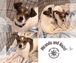 Small Rat Terrier Mix