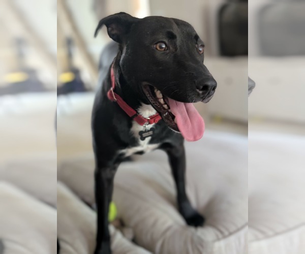 Medium Photo #2 American Pit Bull Terrier-Unknown Mix Puppy For Sale in Germantown, OH, USA