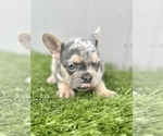 Small Photo #15 French Bulldog Puppy For Sale in PACIFIC PALISADES, CA, USA