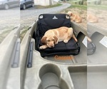 Puppy Caspian Labrador Retriever