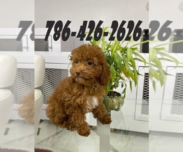 Medium Photo #2 Maltese Puppy For Sale in MIAMI, FL, USA
