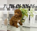 Small Photo #2 Maltese Puppy For Sale in MIAMI, FL, USA
