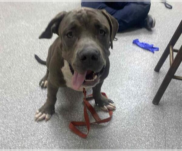 Medium Photo #1 American Pit Bull Terrier-Blue Lacy Mix Puppy For Sale in Pasadena, TX, USA