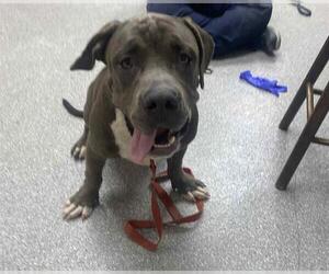 American Pit Bull Terrier-Blue Lacy Mix Dogs for adoption in Pasadena, TX, USA