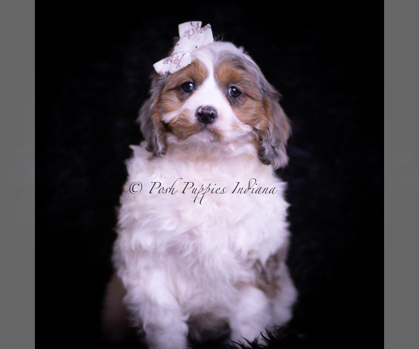 Medium Photo #1 Cavapoo (Miniature) Puppy For Sale in WARSAW, IN, USA