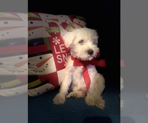 Medium Photo #2 Schnauzer (Miniature) Puppy For Sale in AUGUSTA, GA, USA