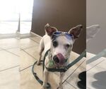 Small #16 Jack Russell Terrier Mix