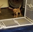 Small Photo #4 Labrador Retriever Puppy For Sale in GODFREY, IL, USA