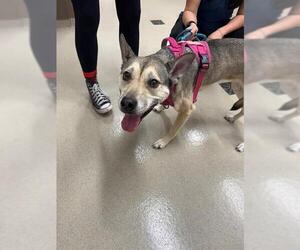 Siberian Husky-Unknown Mix Dogs for adoption in Baytown, TX, USA