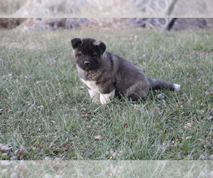 Akita Puppy for sale in MOUNT SIDNEY, VA, USA