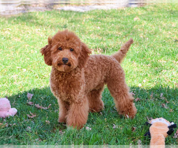 Medium Photo #12 Goldendoodle Puppy For Sale in SYRACUSE, IN, USA