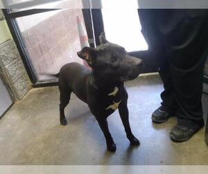 Mutt Dogs for adoption in Tulsa, OK, USA