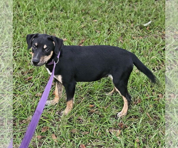Medium Photo #3 Feist Terrier-Unknown Mix Puppy For Sale in Wakefield, RI, USA