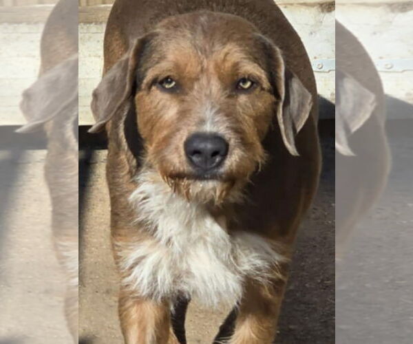 Medium Photo #3 Mutt Puppy For Sale in Poplar Bluff, MO, USA