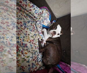 Mother of the Boston Terrier puppies born on 06/13/2025