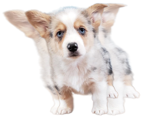 Medium Photo #4 Pembroke Welsh Corgi Puppy For Sale in MILTON, WI, USA