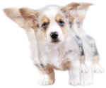 Small #3 Pembroke Welsh Corgi