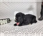 Small Photo #20 Golden Mountain Dog Puppy For Sale in BLACK FOREST, CO, USA