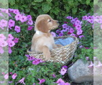 Small #2 Golden Retriever