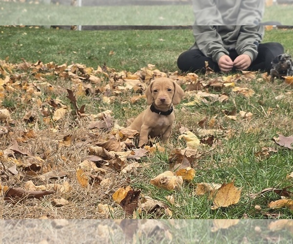 Medium Photo #11 Dachshund Puppy For Sale in ALTOONA, PA, USA