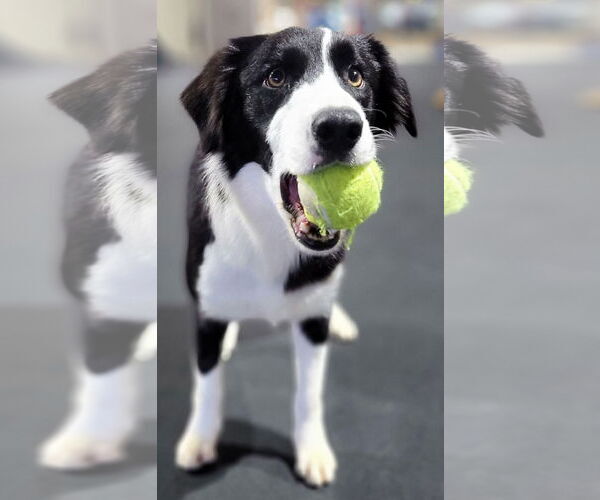 Medium Photo #1 Border Collie Puppy For Sale in Highland, IL, USA