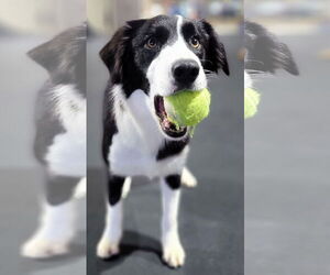 Border Collie Dogs for adoption in Highland, IL, USA