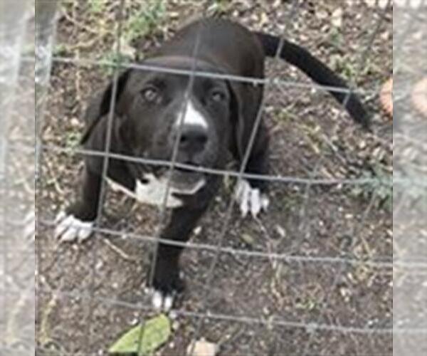 Medium Photo #1 American Staffordshire Terrier-Unknown Mix Puppy For Sale in San Antonio, TX, USA