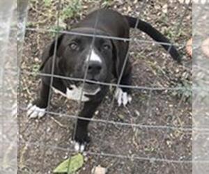 American Staffordshire Terrier-Unknown Mix Dogs for adoption in San Antonio, TX, USA