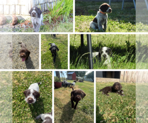 German Wirehaired Pointer Puppy for sale in ALBANY, OR, USA