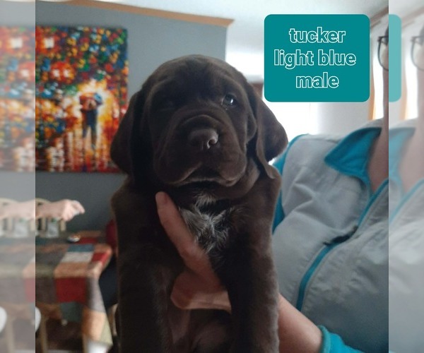 Medium Photo #6 Labradinger Puppy For Sale in UNITY, NH, USA