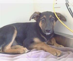 German Shepherd Dog-Unknown Mix Dogs for adoption in Sacramento, CA, USA