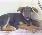 Small German Shepherd Dog Mix