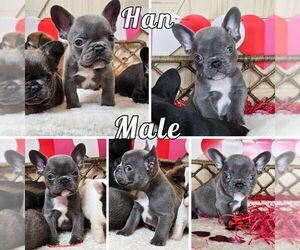 French Bulldog Litter for sale in SACRAMENTO, CA, USA