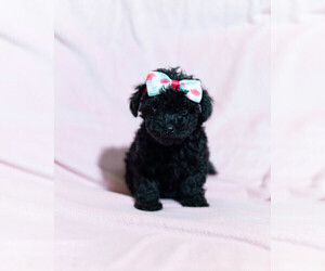 Poodle (Toy) Puppy for sale in SILER CITY, NC, USA