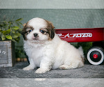 Small #2 Shih Tzu