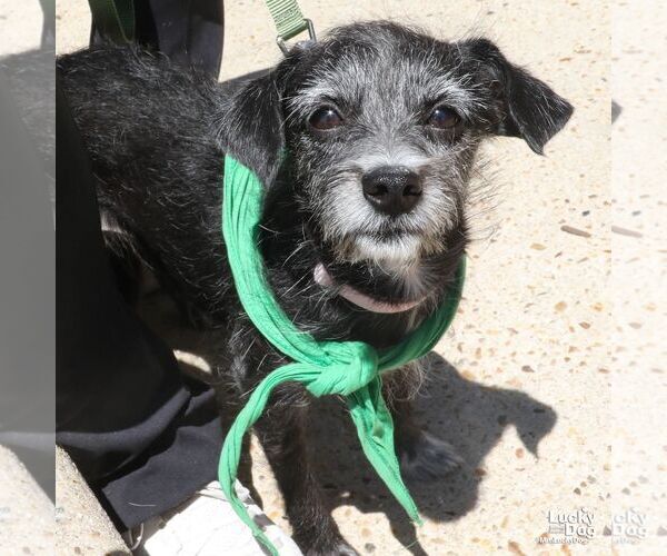 Medium Photo #2 Mutt Puppy For Sale in Washington, DC, USA