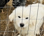 Puppy 3 Anatolian Shepherd-Great Pyrenees Mix