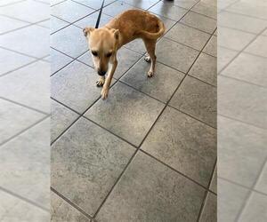 Mutt Dogs for adoption in San Antonio, TX, USA