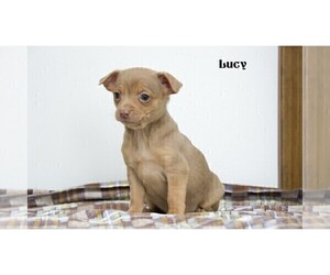 Chihuahua Puppy for Sale in CLARE, Michigan USA