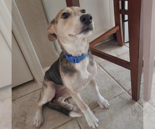 Medium Photo #1 Labrador Retriever-Plott Hound Mix Puppy For Sale in Conroe, TX, USA